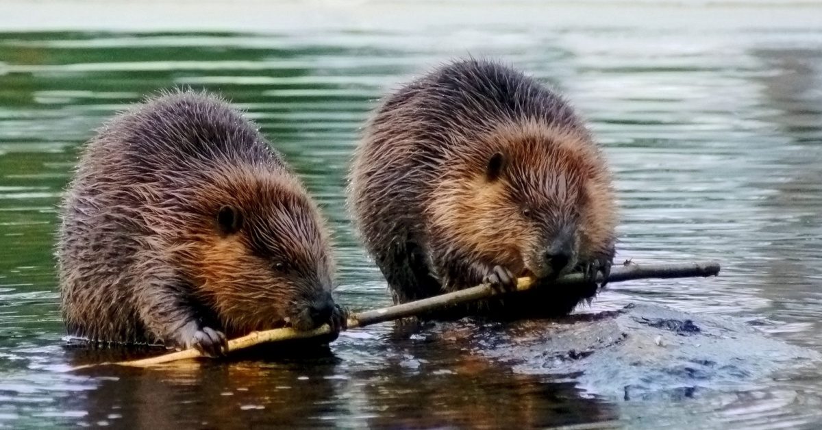 10 Beaver Facts: Characteristics, Behaviors & More | Wilkins Wildlife