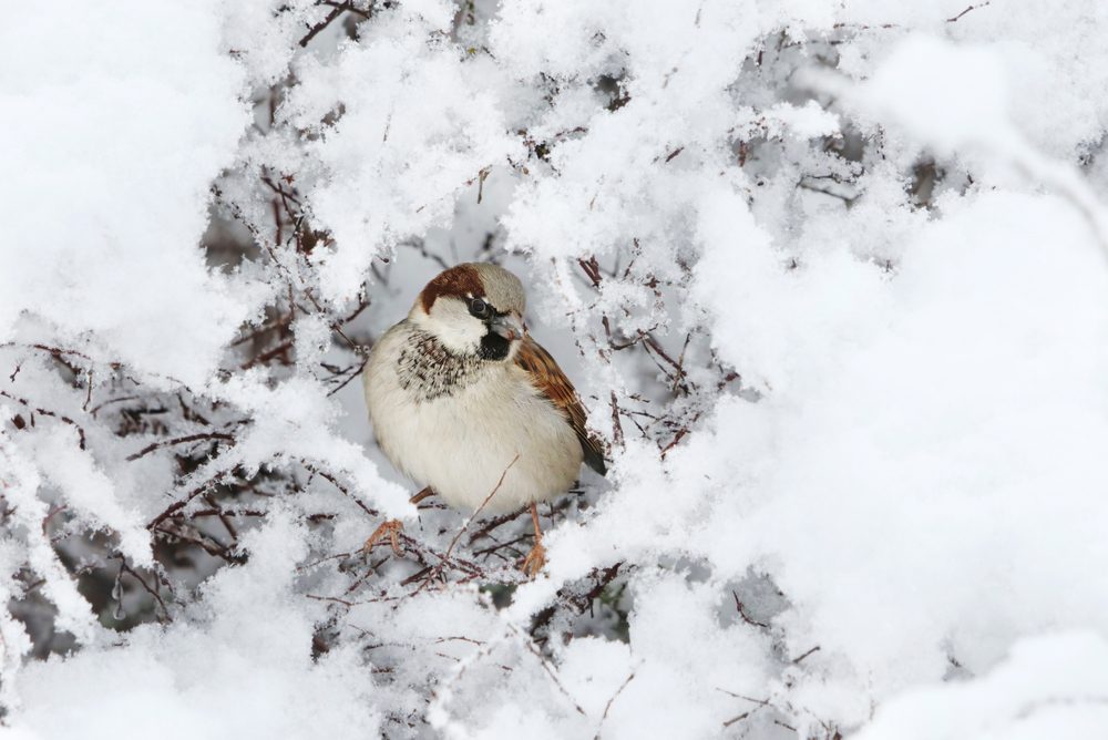 What Animals are Still Out in the Winter in Delaware, birds