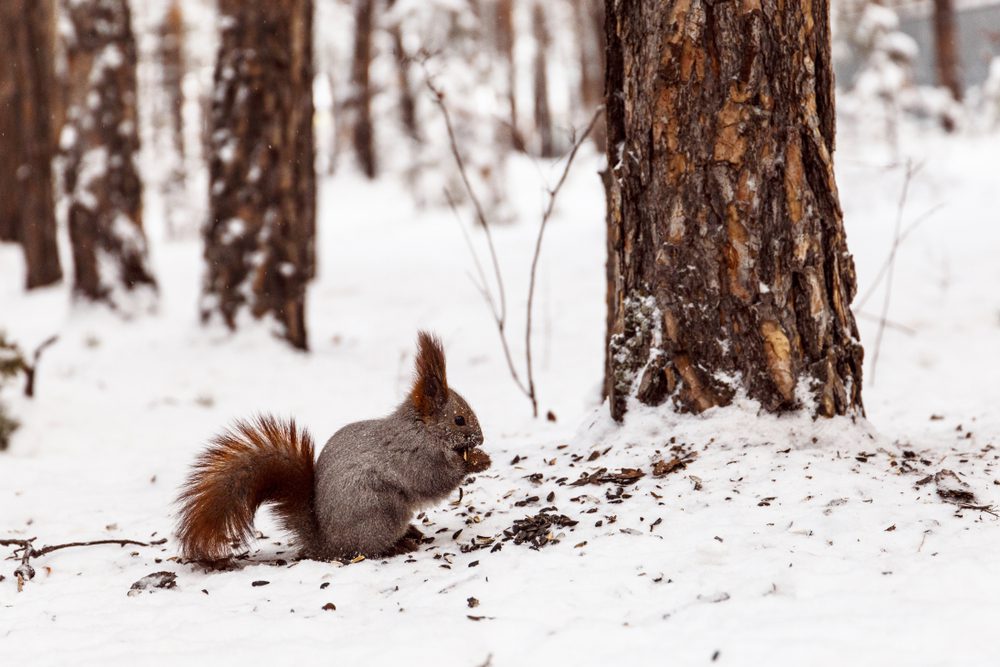 What Animals are Still Out in the Winter in Delaware, squirrels