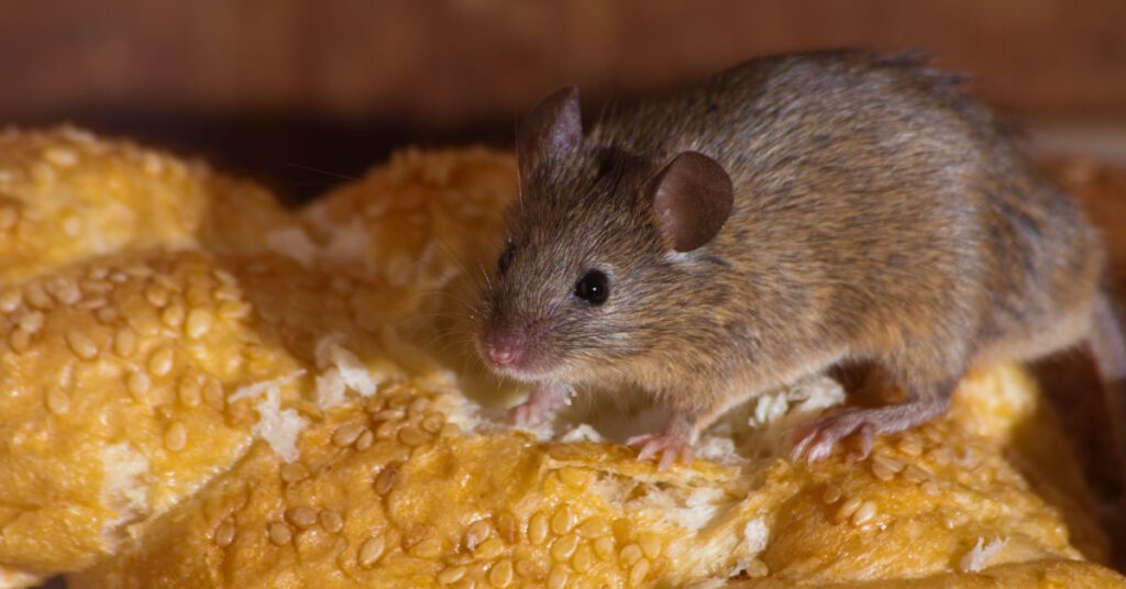 Delaware Pest Control and Exterminator Services: rodents