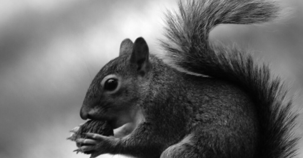 Delaware Shores & Coastline Pest Control Services, squirrels