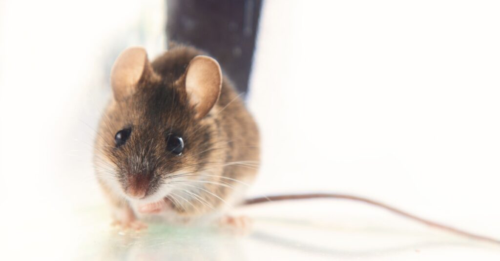 Pest-Proofing your Home or Business for the Spring