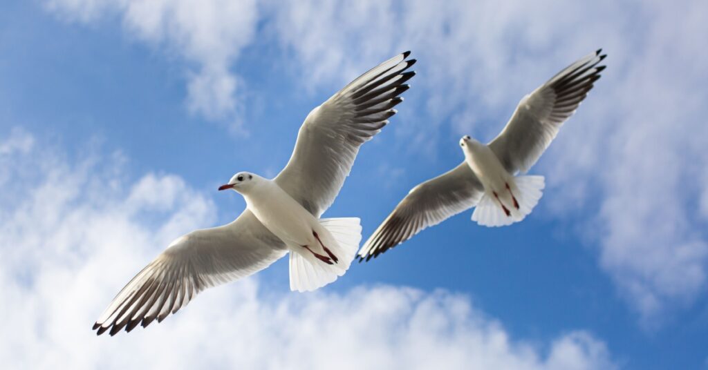 Bird Mating & Nesting Season on the Shores of DE, VA & MD, gulls
