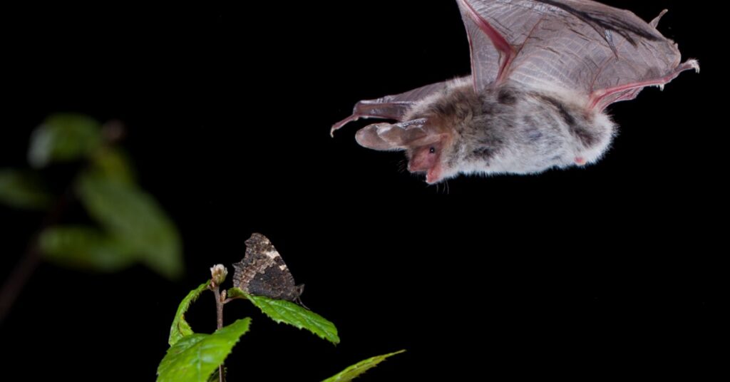 Bats in May: Emerging from Hibernation