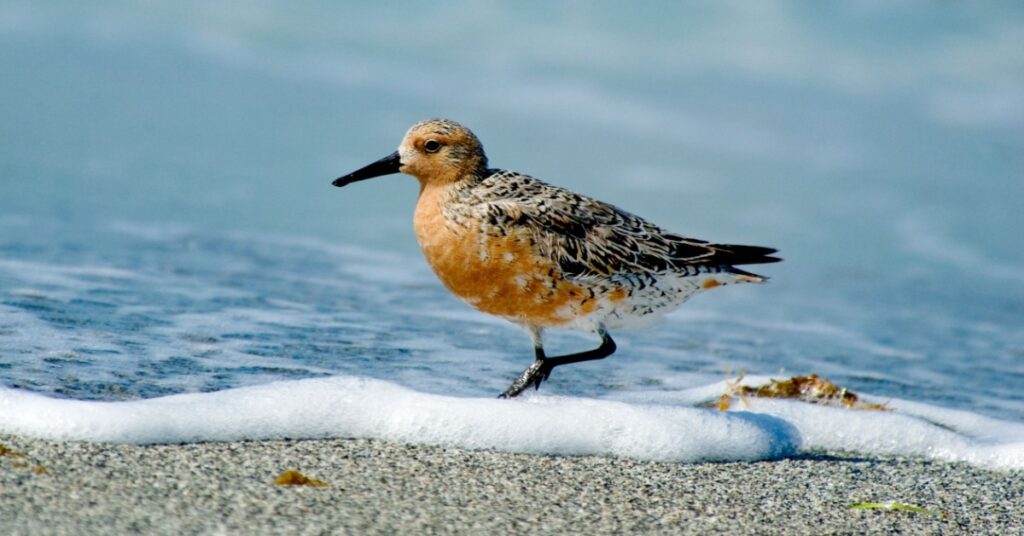 Bird Mating & Nesting Season on the Shores of DE, VA & MD, migratory birds
