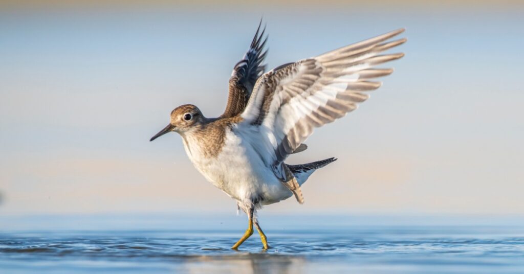 Bird Mating & Nesting Season on the Shores of DE, VA & MD, shorebirds