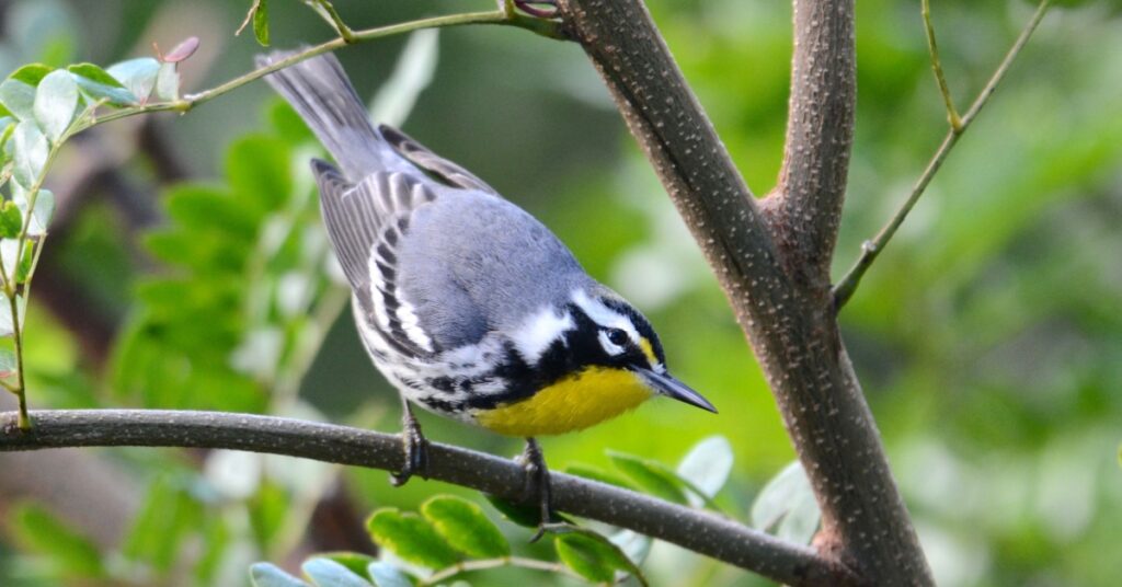 Bird Mating & Nesting Season on the Shores of DE, VA & MD, songbirds